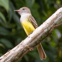 Great Crested Flycatcher